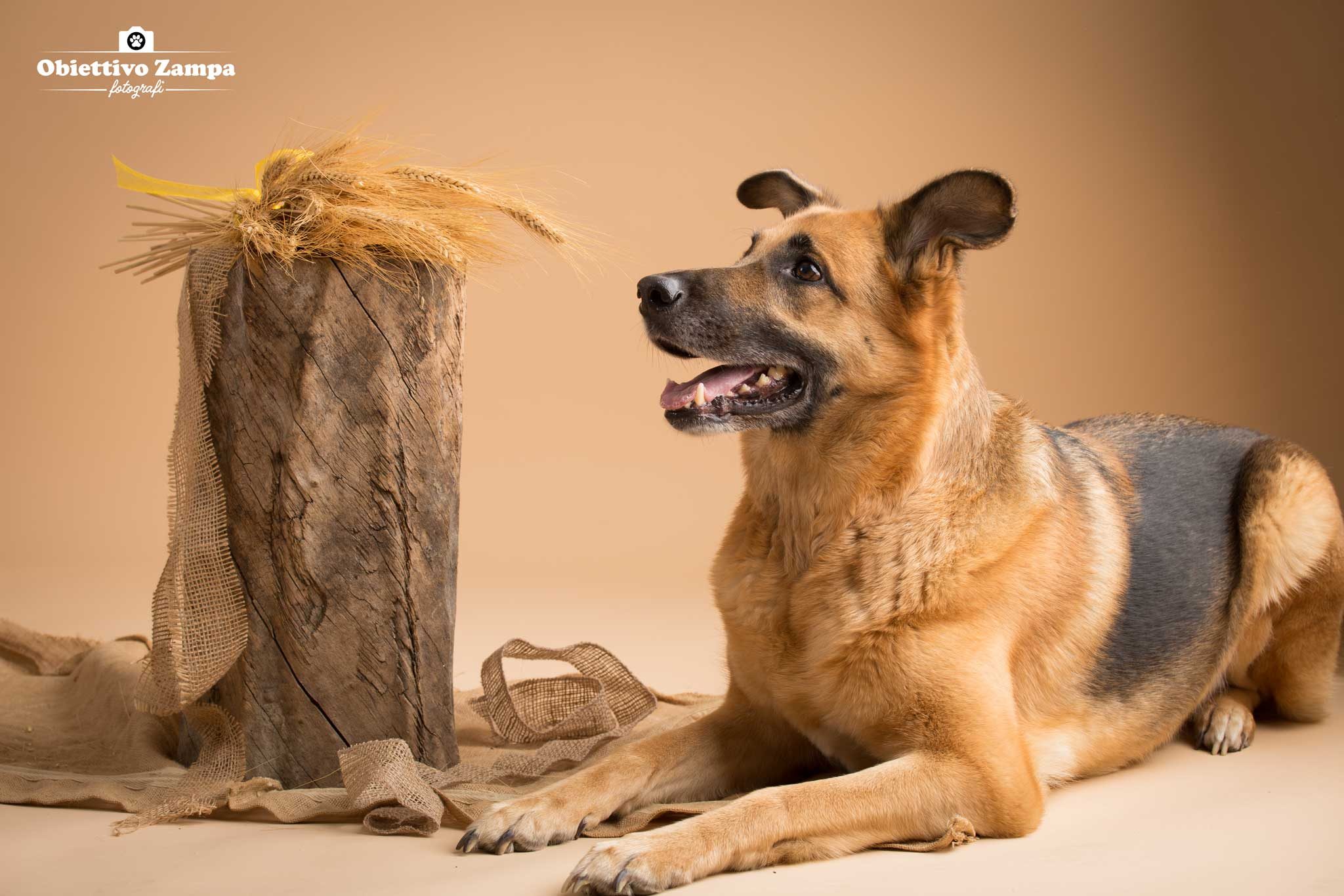 foto cani Bologna Obiettivo Zampa fotografo. Servizi fotografici professionali per animali domestici da compagnia, cane, gatti e cuccioli in studio fotografico, dog photography